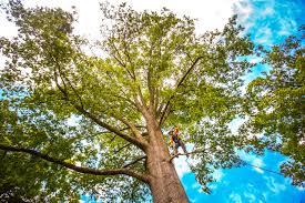 Best Organic Lawn Care Solutions  in Brooklyn Park, MD