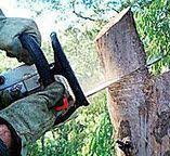 Best Leaf Removal  in Brooklyn Park, MD
