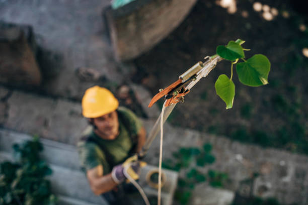 Best Fruit Tree Pruning  in Brooklyn Park, MD