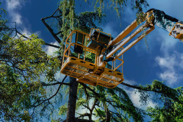 Best Tree Trimming and Pruning  in Brooklyn Park, MD