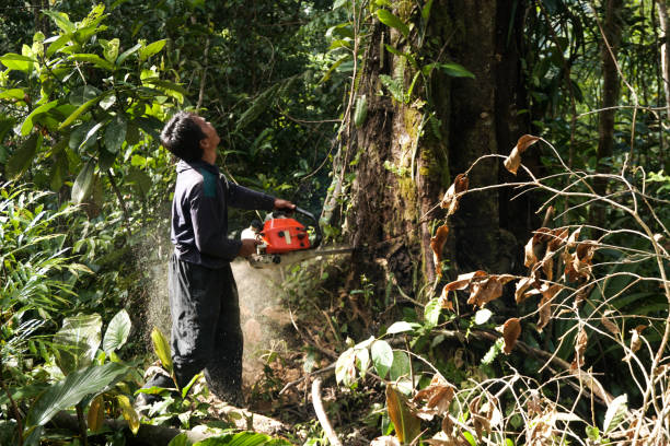 Best Arborist Consultation Services  in Brooklyn Park, MD