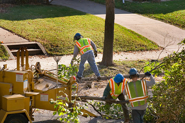 Best Lawn Watering Services  in Brooklyn Park, MD