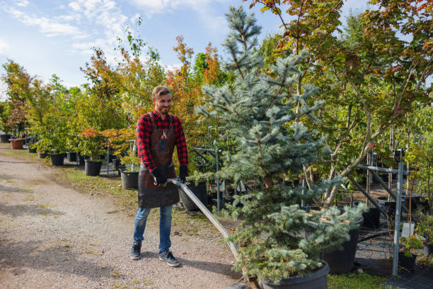 How Our Tree Care Process Works  in  Brooklyn Park, MD
